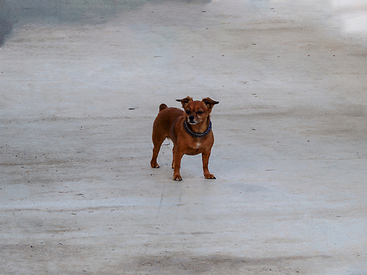 포토 JPG 해외이미지 1 행복 얼굴 포유류 털 실내 사랑 웃음 앉기 사람없음 반려동물 태양 아기 최고 유머 개 강아지 모피 귀 비글 불독 치와와 송곳니 구걸 고립 기르기 동반자 복종 유래 순혈 해외202310 해외포토 자연요소 동물 감정 모션 표정 사람 내부 신체부위 치아 돌봄 파일형식