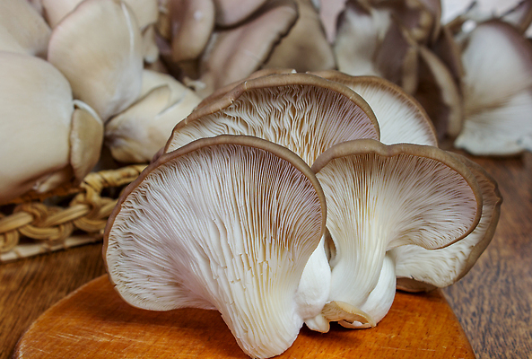 포토 JPG 해외이미지 손 음식 백그라운드 컨셉 다이어트 채소 재료 가족 자연 탁자 건강 요리 사람없음 목재 갈색 바구니 주방 식사 저녁식사 버섯 수확 굴 흰색 신선 그룹 칼 맛 자르기 다발 먹기 준비 유기농 생물학 날것 아로마 향 내추럴 곰팡이 식용 채식주의자 맛있는 해외202310 해외포토 나무 웰빙 교육 컬러 가구 농업 관계 모션 어패류 신체부위 생태계 채식 파일형식