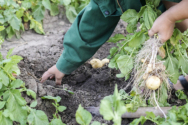포토 JPG 해외이미지 식물 손 계절 여자 문화 지구 음식 백그라운드 잎 밭 농업 채소 자연 감자 관리 사람없음 초록색 농작물 농장 농경지 정원 흙 수확 시골 신선 업무 농부 땅 수집 유기농 원예 날것 뿌리 먼지 내추럴 돌봄 땅바닥 땅파기 밭일 숙성 해외202310 해외포토 직업 웰빙 산업 컬러 모션 바닥 사람 취미 신체부위 작업 생태계 파일형식