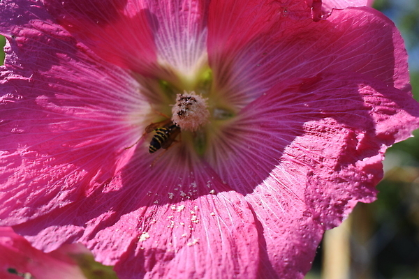 포토 JPG 해외이미지 식물 계절 공원 꽃잎 꽃 줄기 분홍색 컬러 잎 꽃무늬 자연 사람없음 야외 장식 빨간색 초록색 컬러풀 뷰티 정원 보라색 봄 성장 벚꽃 나뭇가지 개화 자주색 허브 제비꽃 원예 생물학 꽃가루 부드러움 꽃수술 아욱 해외202310 해외포토 나무 공공시설 교육 무늬 취미 감각 가루 생태계 파일형식