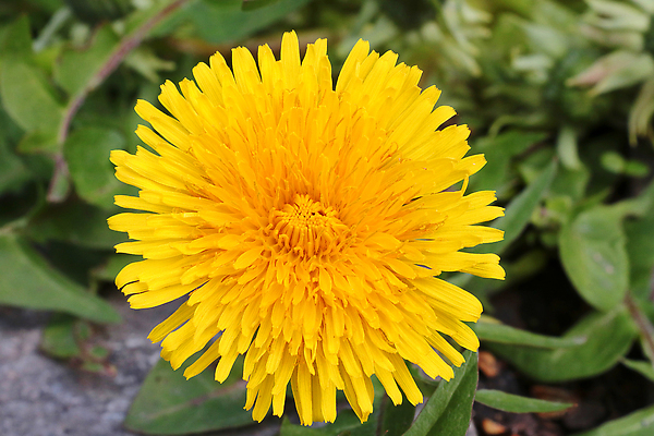 포토 JPG 해외이미지 클립아트 식물 계절 꽃 백그라운드 잎 밭 자연 아침 날씨 잔디 사람없음 야외 장식 초록색 빛 컬러풀 햇빛 태양 뷰티 노란색 환경 정원 맑음 봄 자유 벚꽃 흰색 시골 신선 민들레 내추럴 수평선 해외202310 해외포토 주간 자연요소 컬러 컨셉 농업 생태계 파일형식