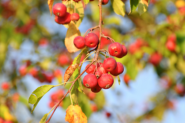포토 JPG 해외이미지 나무 식물 음식 백그라운드 잎 농업 다이어트 과일 자연 건강 사람없음 빨간색 초록색 뷰티 정원 맑음 중국 수확 성장 게 나뭇가지 시골 신선 그룹 달콤 사과 작음 과수원 9월 숙성 파라다이스 많음 해외202310 해외포토 산업 아시아 컬러 컨셉 날씨 갑각류 날짜 맛 크기 생태계 파일형식