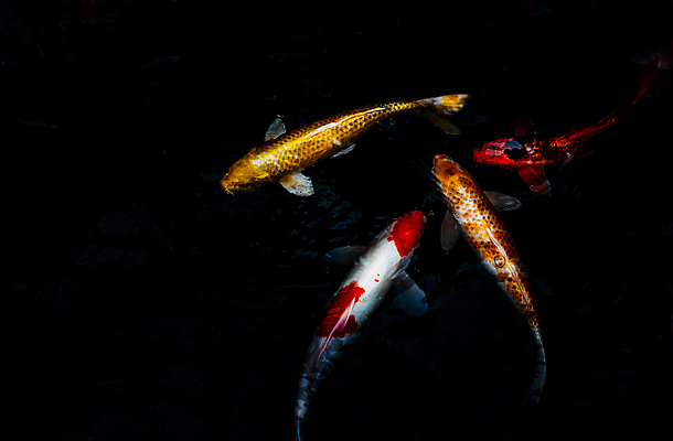 포토 JPG 해외이미지 동물 아시아 바다 컬러 백그라운드 패턴 자연 종류 어류 사람없음 장식 빨간색 물 반려동물 컬러풀 뷰티 반사 노란색 일본 검은색 수중 수영 침묵 흰색 연못 그룹 묘사 꼬리 금붕어 제비 잉어 이국적 많음 해외202310 해외포토 자연요소 나라 컨셉 무늬 조류 수중동물 소리 수상스포츠 생태계 파일형식