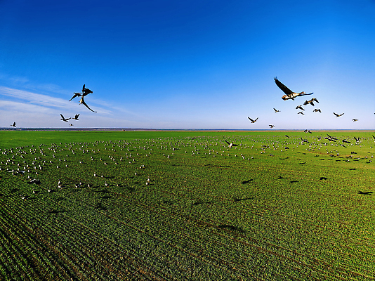 포토 JPG 해외이미지 동물 계절 야생동물 여행 이동 날개 자연 조류 하늘 사람없음 뷰티 환경 자유 그룹 리더 거위 물새 기후변화 슬로모션 해외202310 해외포토 컨셉 날씨 촬영기법 변화 생태계 파일형식