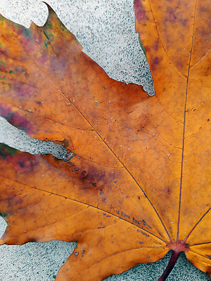 포토 JPG 해외이미지 식물 1 계절 공원 컬러 잎 자연 벽지 아침 건조 사람없음 야외 그래픽 노란색 회색 가을 황금 정사각형 시멘트 내추럴 해외202310 해외포토 주간 도형 공공시설 생태계 파일형식