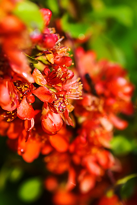 포토 JPG 해외이미지 나무 식물 계절 꽃잎 꽃 유럽 분홍색 컬러 백그라운드 꽃무늬 자연 벽지 하늘 새로움 사람없음 야외 빨간색 초록색 파란색 햇빛 태양 뷰티 갈색 정원 맑음 봄 성장 벚꽃 나뭇가지 신선 개화 사과 4월 관목 묘사 부드러움 자두 내추럴 라트비아 해외202310 해외포토 자연요소 나라 컨셉 무늬 과일 날씨 북유럽 감각 날짜 생태계 파일형식