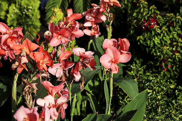 포토 JPG 해외이미지 식물 꽃 줄기 분홍색 꽃다발 백그라운드 꽃무늬 자연 사람없음 장식 초록색 여름 컬러풀 뷰티 정원 봄 벚꽃 가을 신선 개화 백합 인도인 허브 심볼 묘사 원예 신성 잡종 내추럴 고립 이국적 해외202310 해외포토 외국인 계절 컬러 무늬 동양인 취미 생태계 파일형식
