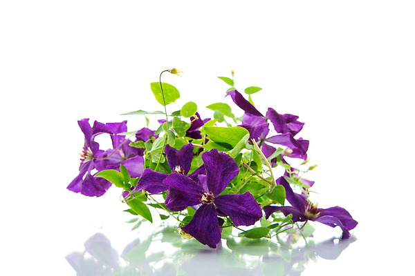 포토 JPG 해외이미지 식물 디자인 꽃 행복 줄기 백그라운드 꽃무늬 텍스트 자연 엄마 사랑 사람없음 장식 초록색 여름 뷰티 우주 정원 보라색 봄 성장 벚꽃 흰색 나뭇가지 축하 인사 신용카드 개화 닫기 꽃집 제비꽃 싱글 향기 엽서 포도나무 고립 국경 비어있는 해외202310 해외포토 나무 계절 감정 컬러 컨셉 무늬 가족 모션 금융 상점 예절 과일나무 편지 생태계 냄새 파일형식