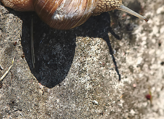 포토 JPG 해외이미지 식물 동물 야생동물 음식 백그라운드 자연 포도 조개 생물 연체동물 무척추동물 주택 안테나 나선형 그림자 사람없음 야외 초록색 뷰티 갈색 환경 정원 젖음 껍질 숲 작음 즐거움 속도 덮기 느림 내추럴 기어가기 땅바닥 민달팽이 식용 끈적임 해외202310 해외포토 감정 컬러 무늬 과일 통신 모션 어패류 바닥 건물 크기 생태계 파일형식 달팽이_동물