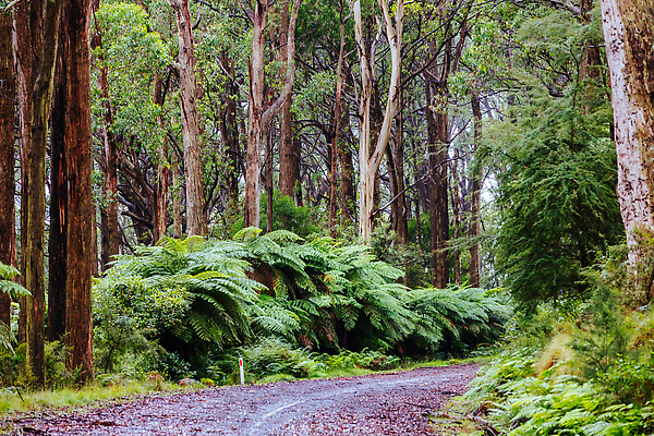 포토 JPG 해외이미지 나무 식물 도로 여행 휴가 풍경 사람없음 초록색 물 여름 젖음 추위 안개 호주 숲 굴곡 양치류 재 해외202310 해외포토 자연요소 계절 길 컬러 교통시설 날씨 오세아니아 파일형식