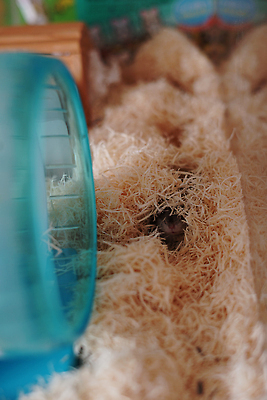 포토 JPG 해외이미지 동물 야생동물 어린이 백그라운드 생물 수염 실내 동물원 사람없음 반려동물 뷰티 에너지 쥐 설치류 작음 결백 해외202310 해외포토 사람 내부 크기 파일형식