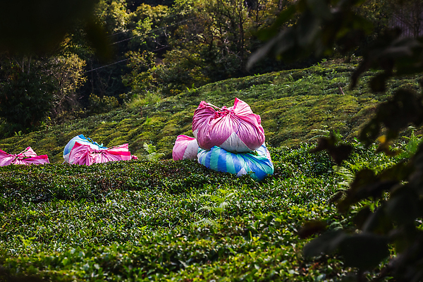 포토 JPG 해외이미지 직업 전통 계절 문화 음료 음식 잎 농업 자연 노동자 산 건강 동양인 풍경 사람없음 야외 초록색 농장 정원 검은색 수확 성장 신선 업무 재산 차 맛 녹차 언덕 칠면조 내추럴 드론 튀르키예 해외202310 해외포토 식물 산업 아시아 컬러 컨셉 조류 인종 금융 차_음료 작업 생태계 파일형식
