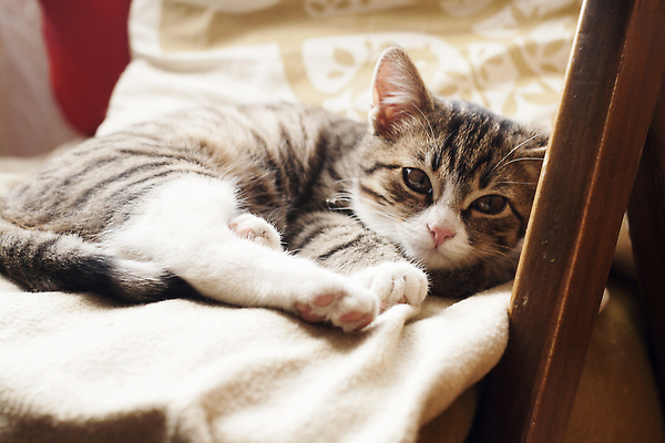 포토 JPG 해외이미지 동물 베개 발 친절 주택 사람없음 빛 고양이 꿈 잠 달콤 작음 안락의자 거짓말 해외202310 해외포토 의자 포유류 침구 건물 신체부위 반려동물 맛 크기 파일형식