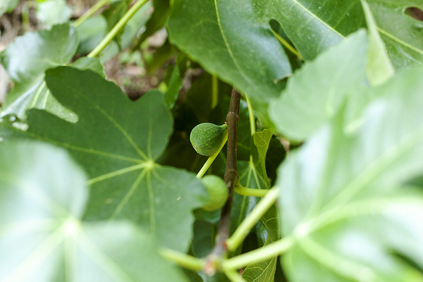 포토 JPG 해외이미지 나무 식물 계절 공원 문화 음식 잎 농업 과일 자연 날씨 풍경 사람없음 장식 초록색 여름 빛 농작물 햇빛 농장 반사 정원 농사 맑음 수확 나뭇가지 중앙 지중해 서식 날것 장면 무화과 남쪽 내추럴 숨기 식용 아열대 해외202310 해외포토 공공시설 산업 바다 컬러 모션 태양 방향 생태계 파일형식