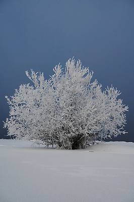 포토 JPG 해외이미지 나무 계절 자연 하늘 아침 날씨 풍경 성인 사람없음 야외 물 반사 냉동 얼음 추위 숲 그림 해외202310 해외포토 주간 자연요소 식물 사람 생태계 파일형식