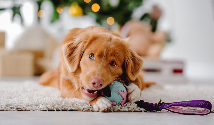 포토 JPG 해외이미지 크리스마스 겨울 사람없음 선물상자 장난감 카펫 추위 리트리버 강아지 해외202310 해외포토 계절 기념일 선물 반려동물 상자 개 파일형식