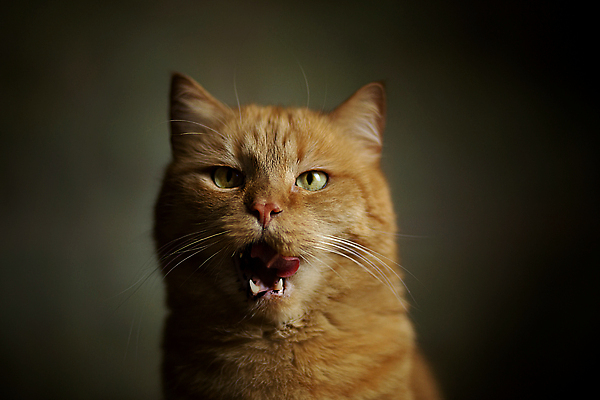 포토 JPG 해외이미지 동물 접시 응시 여자 감정 음식 백그라운드 포유류 털 실내 웃음 성인 사람없음 반려동물 학습 뷰티 갈색 고양이 외침 사발 황금 닫기 치아 핥기 지루함 호기심 육식동물 부드러움 표범 유래 총구 해외202310 해외포토 식기 시선 교육 컬러 컨셉 모션 표정 사람 내부 소리 소화기관 감각 사기그릇 파일형식