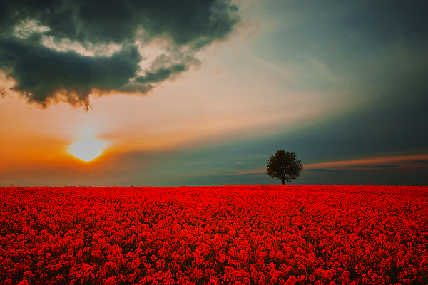 포토 JPG 해외이미지 나무 구름 실루엣 컬러 백그라운드 컨셉 밭 오렌지 자연 벽지 하늘 날씨 추상 풍경 사람없음 야외 빨간색 여름 파란색 빛 컬러풀 햇빛 태양 뷰티 노란색 우주 일출 어둠 황혼 일몰 봄 새벽 시골 저녁 유채 싱글 폴란드 혼자 수평선 해외202310 해외포토 자연요소 식물 계절 꽃 유럽 무늬 농업 과일 촬영기법 노을 야간 생태계 파일형식