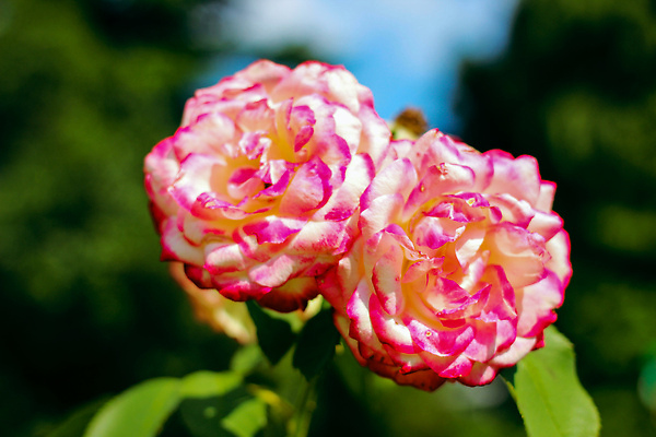 포토 JPG 해외이미지 식물 꽃잎 꽃 줄기 분홍색 꽃다발 백그라운드 잎 꽃무늬 패턴 자연 벽지 하늘 발렌타인데이 사랑 미술 사람없음 장식 빨간색 초록색 뷰티 장미 정원 맑음 활발 낭만 벚꽃 나뭇가지 인사 신선 생일 개화 원예 질감 부드러움 스타일 해외202310 해외포토 나무 기념일 감정 컬러 컨셉 무늬 데이이벤트 날씨 문화예술 취미 예절 감각 생태계 파일형식