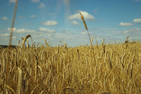 포토 JPG 해외이미지 식물 구름 계절 백그라운드 밭 농업 자연 하늘 파노라마 씨앗 풍경 사람없음 야외 여름 파란색 농작물 햇빛 태양 뷰티 농장 농경지 노란색 평화 환경 자유 수확 성장 시골 황금 낟알 땅 시리얼 밀 장면 밀짚 숙성 호밀 수평선 해외202310 해외포토 자연요소 산업 음식 컬러 컨셉 곡류 촬영기법 짚 생태계 파일형식