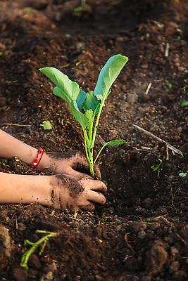 포토 JPG 해외이미지 식물 직업 손 배너 지구 어린이 장갑 농업 채소 자연 노동자 한명 취미 초록색 농장 새싹 환경 정원 농사 흙 수확 성장 시골 잡기 업무 보호 농부 작음 땅 준비 유기농 원예 양배추 유지 개발 땅바닥 모종 묘목 밭일 심기 원예사 카피스페이스 해외202310 해외포토 나무 1 웰빙 잡화 산업 컬러 컨셉 모션 바닥 사람 신체부위 공백 작업 크기 생태계 파일형식