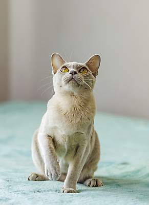 포토 JPG 해외이미지 앉기 사람없음 파란색 귀여움 고양이 해외202310 해외포토 컬러 컨셉 포유류 모션 반려동물 파일형식