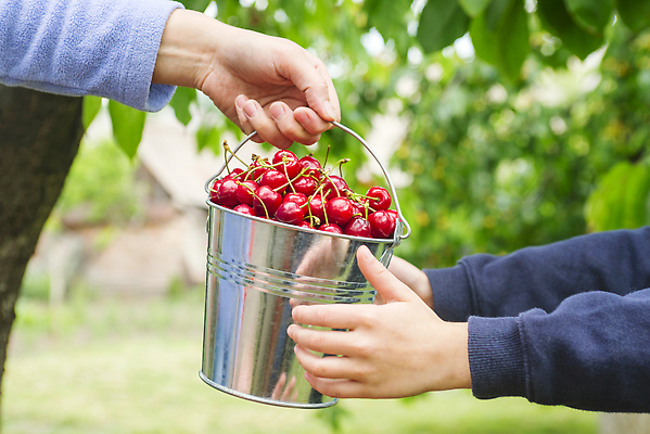 포토 JPG 해외이미지 식물 손 열매 아들 어린이 음식 농업 다이어트 과일 자연 엄마 디저트 콩 건강 사랑 사람없음 빨간색 초록색 여름 뷰티 농장 정원 수확 대접 신선 잡기 체리 달콤 맛 먹기 양동이 주기 유기농 날것 비타민 통과 내추럴 돌봄 밭일 숙성 채식주의자 맛있는 해외202310 해외포토 웰빙 계절 감정 산업 컬러 컨셉 가족 모션 곡류 사람 신체부위 생태계 채식 영양소 파일형식