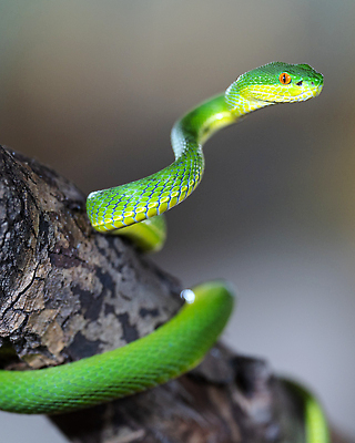 포토 JPG 해외이미지 동물 아시아 야생동물 파충류 자연 종류 풍경 사람없음 야외 환경 뱀 닫기 위험 생태계 육식동물 서식지 내추럴 동물상 해외202310 해외포토 나라 컨셉 모션 조형물 파일형식