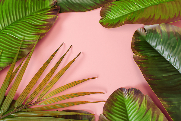 포토 JPG 해외이미지 디자인 배너 꽃 분홍색 꽃다발 백그라운드 컨셉 잎 꽃무늬 패턴 자연 추상 휴가 프레임 손바닥 사람없음 장식 초록색 뷰티 우주 공백 흰색 나뭇가지 플랫 정상 질감 위치 내추럴 구성 떠남 이국적 목업 플랫레이 미니멀 해외202310 해외포토 나무 식물 손 컬러 무늬 모션 생태계 파일형식