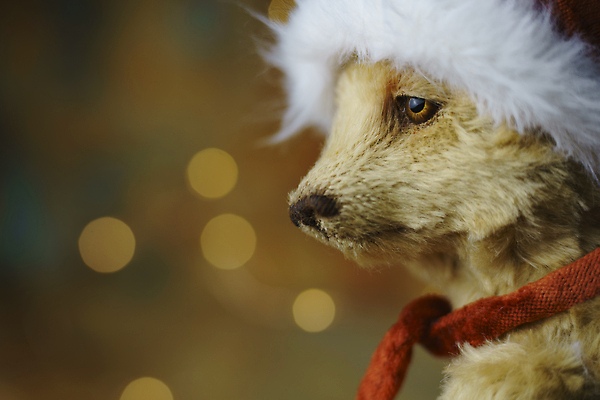 포토 JPG 해외이미지 동물 모자 기념일 얼굴 크리스마스 산타모자 곰 가족 포옹 새로움 새해 크리스마스카드 기념 선물 앉기 사람없음 장식 빨간색 장난감 뷰티 산타클로스 갈색 곰인형 방 축하 인사 신용카드 12월 모피 솜털 폭식 캡모자 크리스마스이브 클라우스 크리스마스배경 해외202310 해외포토 모자_잡화 잡화 인형 컬러 백그라운드 컨셉 포유류 관계 안기 모션 카드_감사 이벤트 신체부위 금융 예절 날짜 파일형식