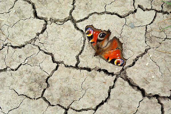 포토 JPG 해외이미지 지구 야생동물 나비 곤충 백그라운드 패턴 날개 오렌지 자연 추상 건조 따뜻함 앉기 사람없음 야외 여름 컬러풀 글로벌 뷰티 갈색 환경 회색 사막 균열 땅 질감 먼지 내추럴 동물상 땅바닥 해외202310 해외포토 동물 계절 컬러 무늬 과일 모션 바닥 조형물 생태계 파일형식