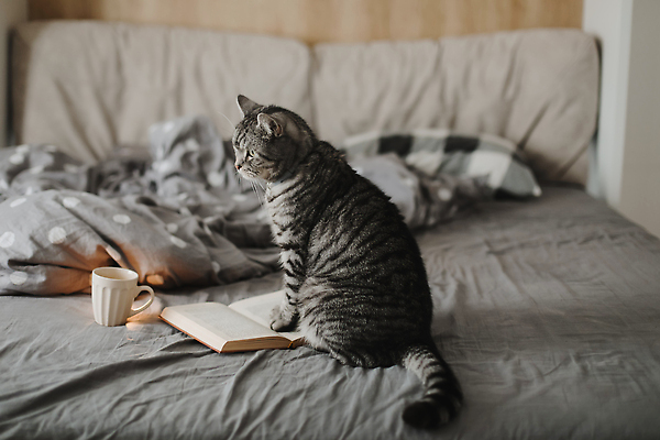 포토 JPG 해외이미지 한마리 겨울 베개 앉기 사람없음 책 컵 고양이 침실 이불 침대 분위기 반려묘 해외포토 1 식기 계절 가구 컨셉 포유류 침구 모션 반려동물 파일형식