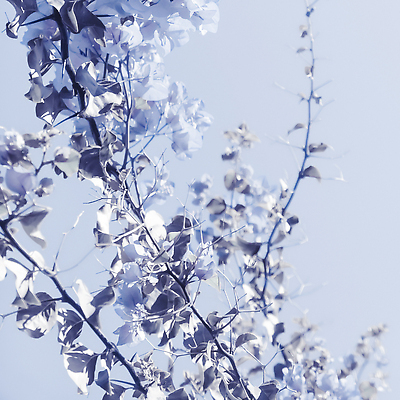 포토 JPG 해외이미지 꽃 백그라운드 나뭇잎 사람없음 파란색 나뭇가지 카피스페이스 해외202310 해외포토 나무 식물 컬러 잎 공백 파일형식