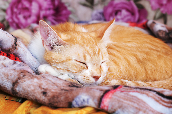 포토 JPG 해외이미지 쿠션 사람없음 반려동물 컬러풀 눕기 귀여움 눈감음 고양이 이불 안락 해외202310 해외포토 동물 컬러 컨셉 포유류 침구 모션 파일형식