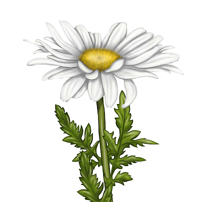 포토 JPG 해외이미지 식물 디자인 꽃 백그라운드 잎 꽃무늬 패턴 일러스트 포장 자연 해바라기 발렌타인데이 미술 사람없음 여름 컬러풀 태양 유행 낭만 직물 개화 인쇄 천 포장지 그림 질감 복고 손그림 이국적 캐모마일 해외202310 해외일러스트 자연요소 계절 컬러 컨셉 무늬 데이이벤트 문화예술 허브 생태계 파일형식