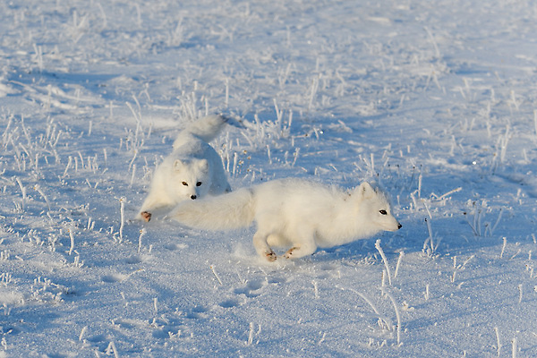포토 JPG 해외이미지 동물 야생동물 백그라운드 캐나다 겨울 포유류 자연 털 노르웨이 풍경 사람없음 야외 뷰티 갈색 맑음 얼음 추위 흰색 모피 북극 꼬리 사냥 여우 육식동물 변장 사냥꾼 북쪽 솜털 알래스카 동물상 스칸디나비아 해외202310 해외포토 자연요소 직업 계절 유럽 컬러 북아메리카 날씨 조형물 미국 극지방 방향 생태계 파일형식