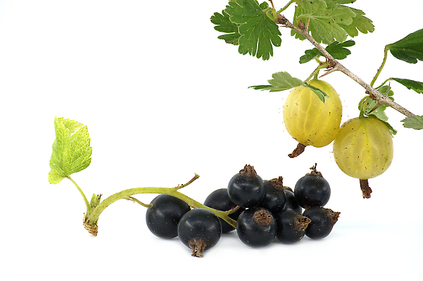 포토 JPG 해외이미지 식물 계절 열매 음식 컬러 백그라운드 잎 농업 다이어트 과일 재료 자연 디저트 건강 사람없음 빨간색 초록색 여름 노란색 정원 수확 흰색 나뭇가지 신선 그룹 달콤 맛 오브젝트 상쾌 유기농 날것 비타민 내추럴 건포도 고립 구스베리 숙성 채식주의자 맛있는 해외202310 해외포토 나무 웰빙 감정 산업 컨셉 포도 생태계 채식 건과일 영양소 파일형식