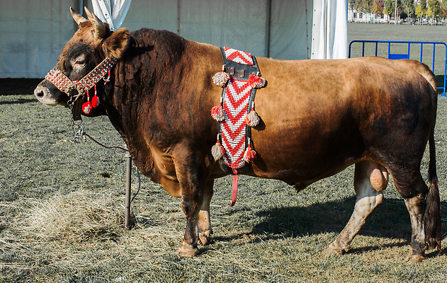 포토 JPG 해외이미지 동물 전통 디자인 여자 아시아 문화 야생동물 음식 패턴 밭 포유류 뿔 미술 동양인 성인 사람없음 빨간색 초록색 갈색 검은색 힘 수확 직물 소 위험 무서움 천 질감 황소 기하학 짜임 투우장 튀르키예 해외202310 해외포토 감정 나라 컬러 컨셉 무늬 농업 문화예술 사람 인종 투우 파일형식