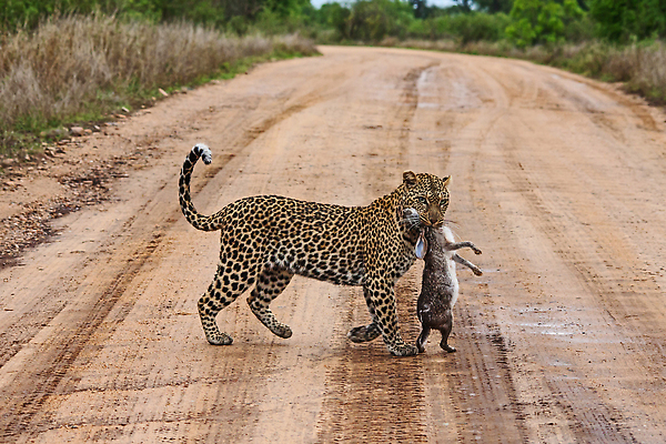 포토 JPG 해외이미지 나무 동물 1 공원 얼굴 야생동물 여행 패턴 포유류 아프리카 자연 종류 사람없음 야외 노란색 고양이 황무지 보호 위험 큼 사파리 육식동물 사냥꾼 육식 멸종 표범 남쪽 남아프리카 동물상 생태학 해외202310 해외포토 식물 직업 공공시설 교육 나라 컬러 컨셉 무늬 신체부위 반려동물 조형물 크기 방향 생태계 파일형식