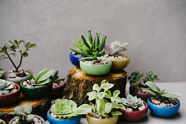 포토 JPG 해외이미지 식물 꽃 화초 컬러 백그라운드 잎 꽃무늬 자연 선인장 주택 사람없음 내부 목재 장식 빨간색 초록색 파란색 컬러풀 뷰티 노란색 정원 봄 회색 신선 도자기 냄비 작음 원예 내추럴 다육식물 스칸디나비아 심기 해외202310 해외포토 나무 계절 무늬 재료 모션 취미 건물 솥 크기 생태계 파일형식