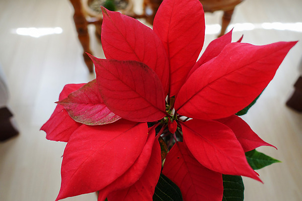 포토 JPG 해외이미지 식물 계절 꽃 별 화분 백그라운드 크리스마스 자연 휴가 함께함 사람없음 장식 초록색 뷰티 정원 벚꽃 흰색 축하 냄비 포인세티아 내추럴 고립 해외202310 해외포토 자연요소 기념일 컬러 컨셉 솥 생태계 파일형식