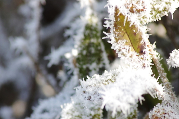 포토 JPG 해외이미지 나무 식물 계절 백그라운드 단풍 겨울 자연 벽지 아침 날씨 추상 풍경 사람없음 야외 목재 냉동 가을 흰색 나뭇가지 숲 12월 11월 서리 눈내림 겨울풍경 해외202310 해외포토 주간 컬러 잎 무늬 재료 눈_날씨 날짜 생태계 파일형식