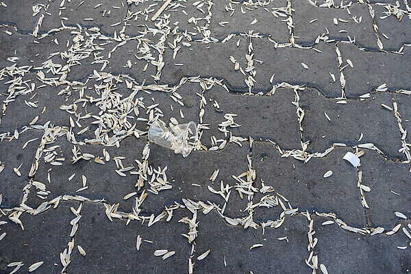 포토 JPG 해외이미지 식물 공원 백그라운드 해바라기 사람 잔디 사람없음 야외 환경 일몰 껍질 환경오염 오염 쓰레기 지역 재 해외202310 해외포토 공공시설 꽃 컨셉 노을 파일형식