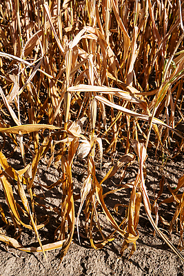 포토 JPG 해외이미지 식물 밭 농업 자연 날씨 건조 옥수수 풍경 사람없음 야외 여름 농장 환경 생태계 가뭄 지구온난화 시들음 내추럴 기후변화 밭일 해외202310 해외포토 계절 산업 곡류 변화 파일형식