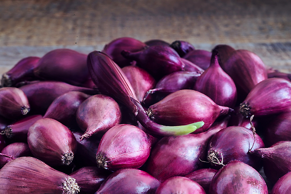 포토 JPG 해외이미지 식물 계절 백그라운드 밭 농업 채소 전구 자연 양파 건강 씨앗 사람없음 가로 여름 농작물 농장 새싹 정원 농사 보라색 흙 봄 성장 시골 신선 업무 그룹 농부 땅 유기농 뿌리 제비 내추럴 모종 파종 해외202310 해외포토 직업 웰빙 산업 컬러 조류 작업 생태계 파일형식