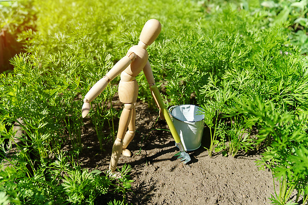 포토 JPG 해외이미지 식물 손 산업 음식 백그라운드 잎 농업 채소 자연 노동자 사람없음 초록색 농장 환경 흙 샐러드 수확 성장 농부 상추 땅 원예 리빙 건강식 내추럴 채소밭 묘목 밭일 온실 해외202310 해외포토 나무 직업 컬러 밭 취미 신체부위 생태계 파일형식