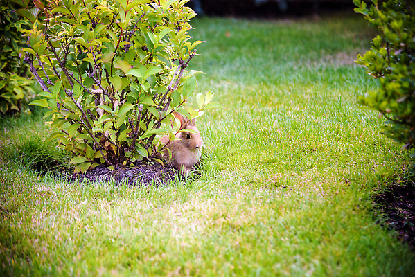 포토 JPG 해외이미지 동물 공원 야생동물 잎 캐나다 북아메리카 밭 포유류 아프리카 자연 초식동물 부활절 털 사람없음 야외 가로 초록색 환경 맑음 회색 토끼 보호 설치류 숲 모피 귀 솜털 내추럴 숨기 초식 해외202310 해외포토 식물 공공시설 기념일 나라 컬러 컨셉 농업 모션 날씨 아메리카 신체부위 반려동물 생태계 파일형식