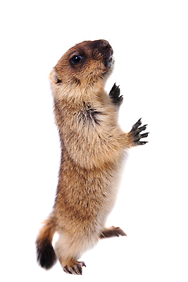 포토 JPG 해외이미지 한마리 사람없음 흰배경 다람쥐과 해외202310 해외포토 동물 1 백그라운드 흰색 파일형식