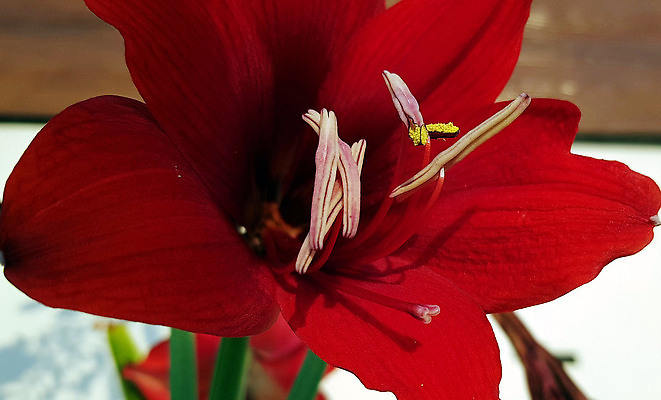 포토 JPG 해외이미지 식물 계절 공원 꽃잎 꽃 상징 분홍색 컬러 꽃다발 백그라운드 잎 꽃무늬 농업 자연 주택 건강 사람없음 빨간색 초록색 여름 컬러풀 뷰티 정원 봄 벚꽃 흰색 신선 개화 백합 꽃가루 내추럴 강렬 꽃수술 해외202310 해외포토 공공시설 산업 무늬 건물 가루 생태계 파일형식