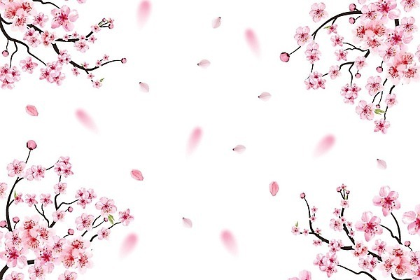 EPS 해외이미지 분홍색 일러스트 봄꽃 사람없음 벚꽃 꽃가지 해외202310 해외일러스트 꽃 컬러 봄 나뭇가지 파일형식 벡터